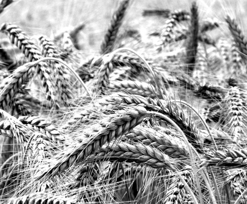 Grains of rye